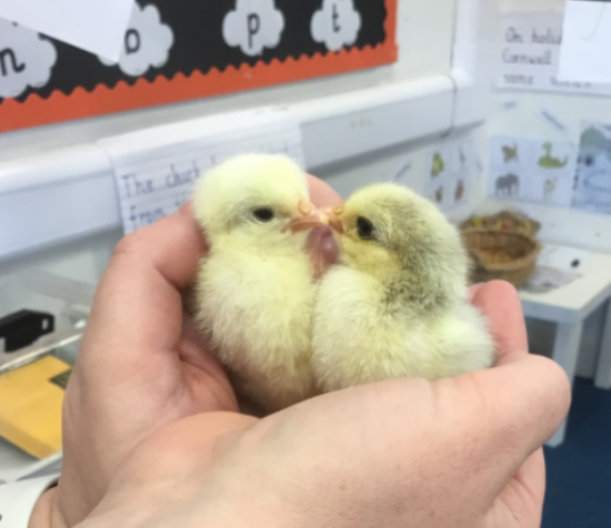 Chick update
